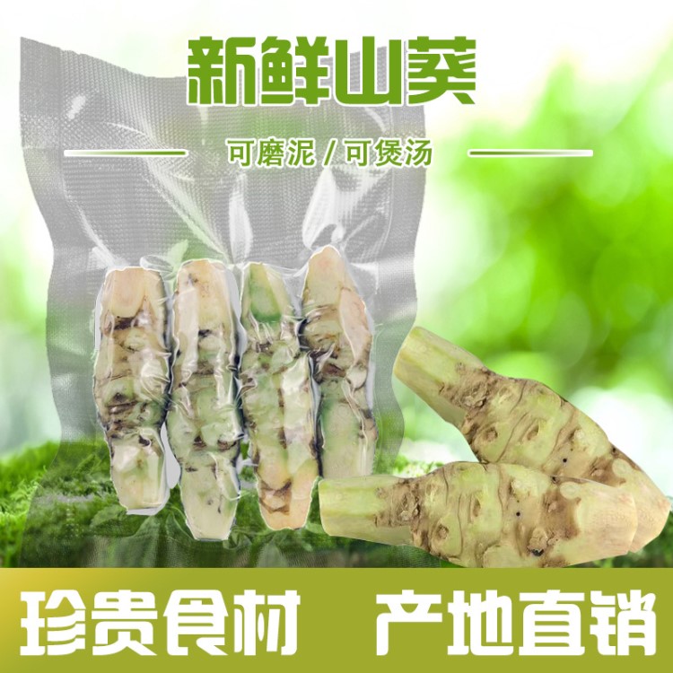 山葵新鮮蔬菜 味辛沖芥末辣根云南新鮮山葵 直銷批發(fā)