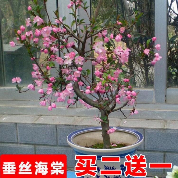 海棠花 盆栽室內(nèi)植物老樁庭院花卉四季開(kāi)花 海棠花卉樹(shù)苗綠植盆景