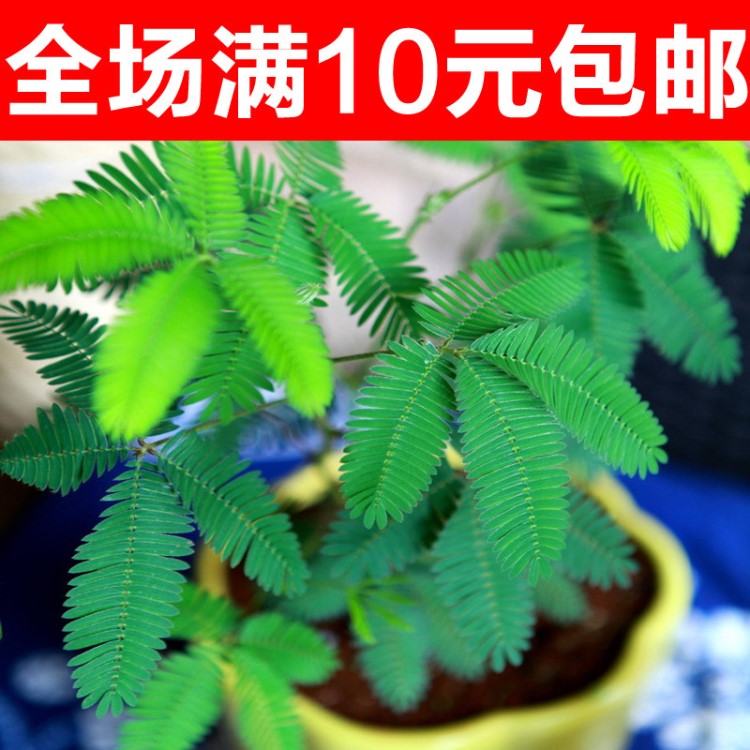 盆栽花草花卉種子 含羞草種子 陽(yáng)臺(tái)庭院種植易種盆栽花籽 四季播