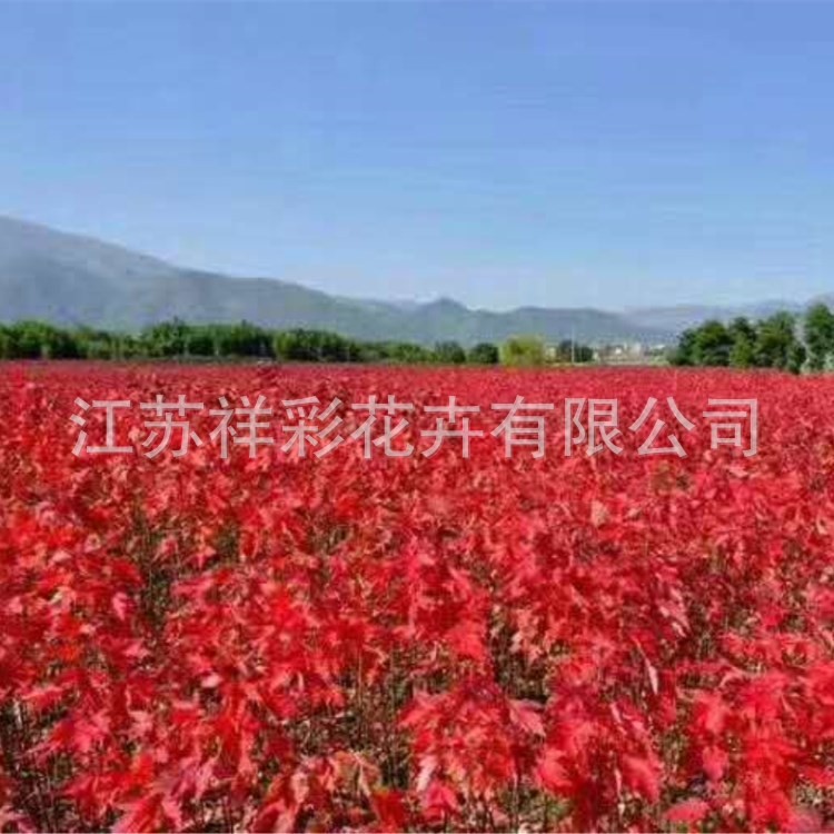 浙江基地 日本紅楓樹紅舞姬 美國紅楓十月光輝秋火焰價格大小