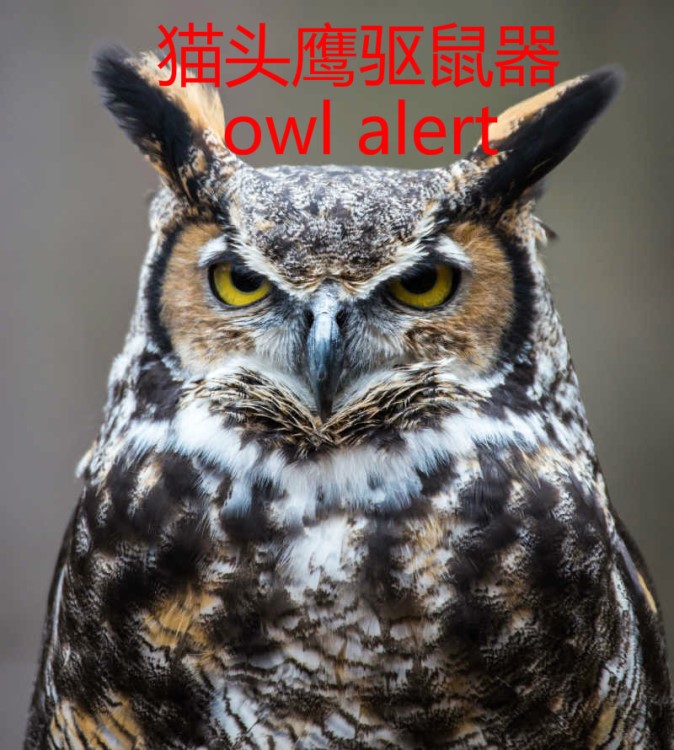 owl alert 猫头鹰驱赶器 猫头鹰驱鼠器 驱虫owlalert