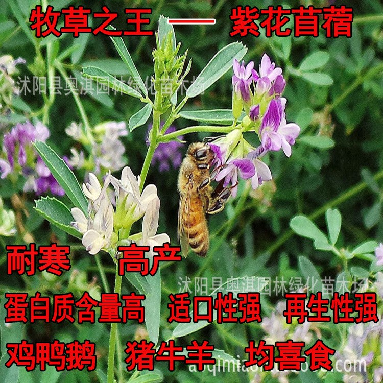 供應(yīng)花卉牧草種子,紫花苜蓿種子，別名紫苜蓿、苜蓿 到付