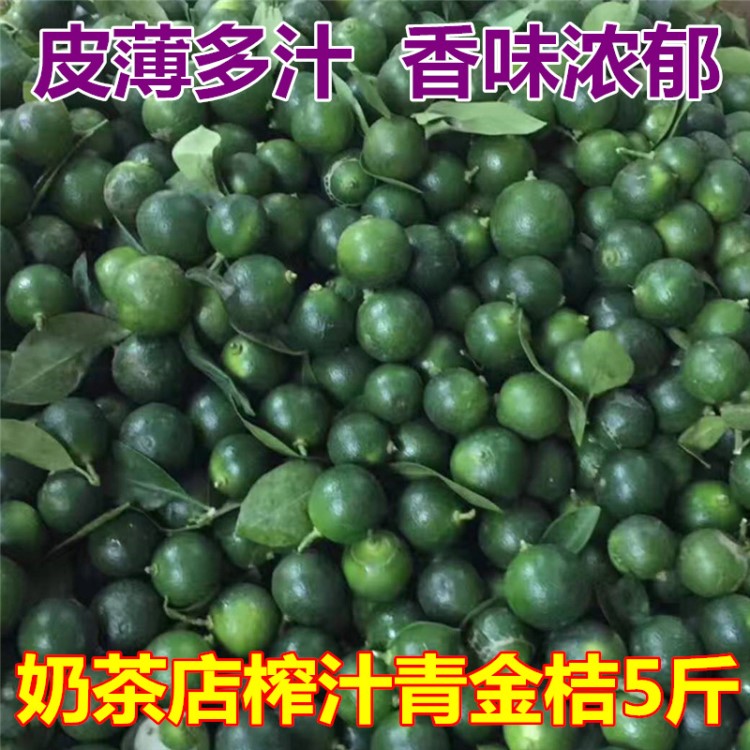 奶茶店榨汁專用 新鮮水果薄皮青金桔非青檸檬5斤裝包郵 一件代發(fā)