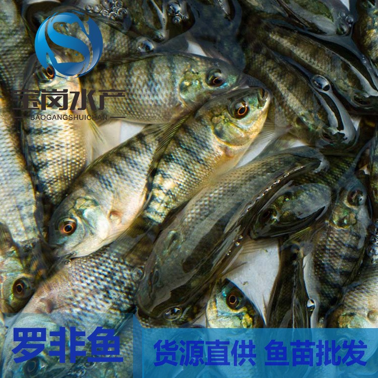 海南一號羅非魚苗水花、吉奧羅非水花吉富羅非魚苗、奧尼羅非魚苗