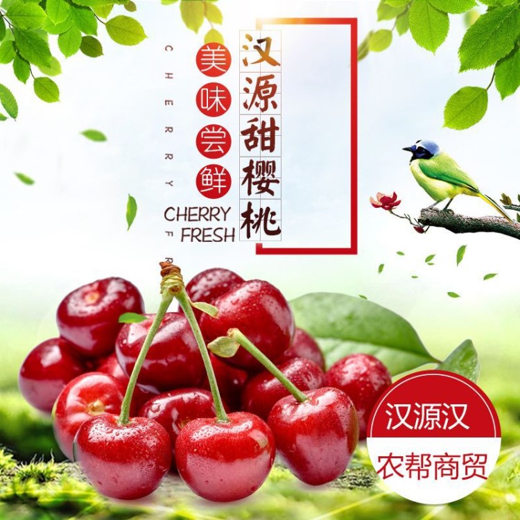 漢源大櫻桃現(xiàn)摘現(xiàn)發(fā) 紅燈新鮮水果甜櫻桃批發(fā)非山東大連美早包郵