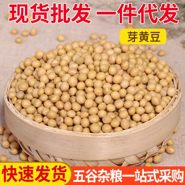 新芽黃豆批發(fā)發(fā)豆芽黃豆 專用黃豆種子中粒 小金黃大豆芽
