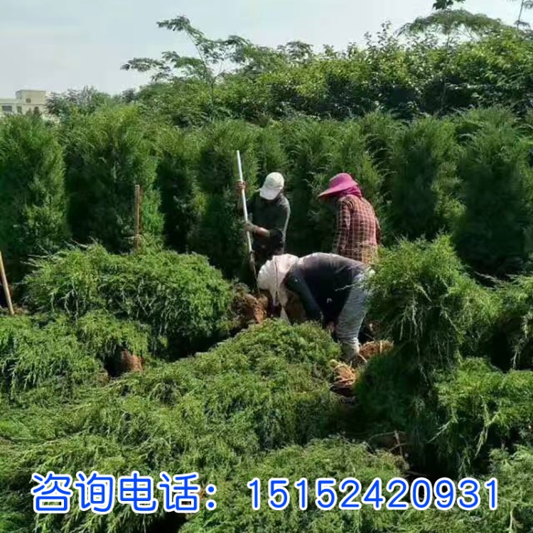 檜柏批發(fā)花卉林木柏樹種子 檜柏種子 綠化苗木植物 圓柏種子