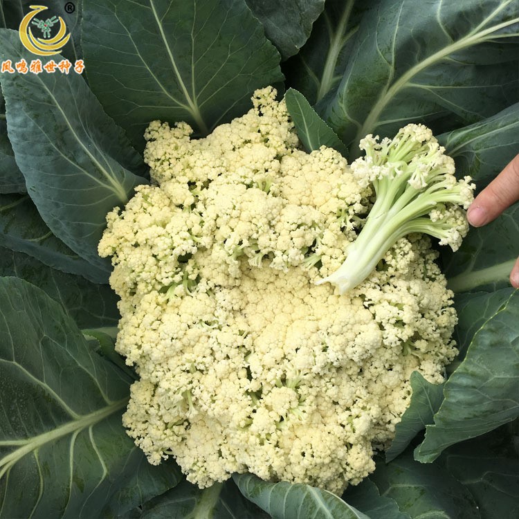 凤鸣雅世蔬菜种子批发 清丰80有机菜花种子 台湾青梗松花菜种子