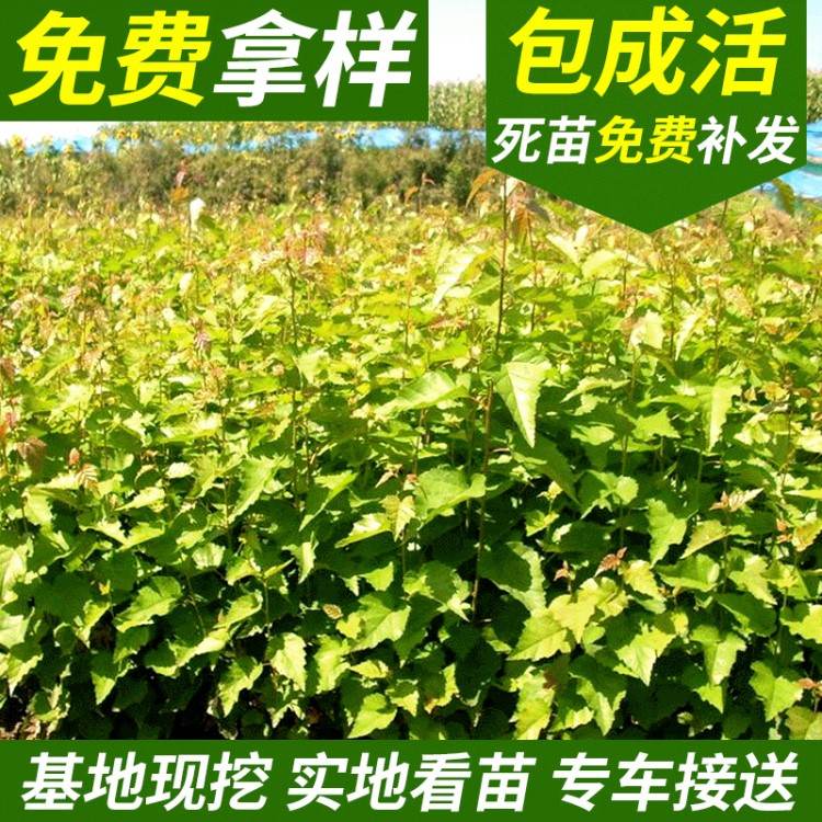 园林乔木植物白桦树白桦小苗批发 基地一手货源供应 丛生绿化植物