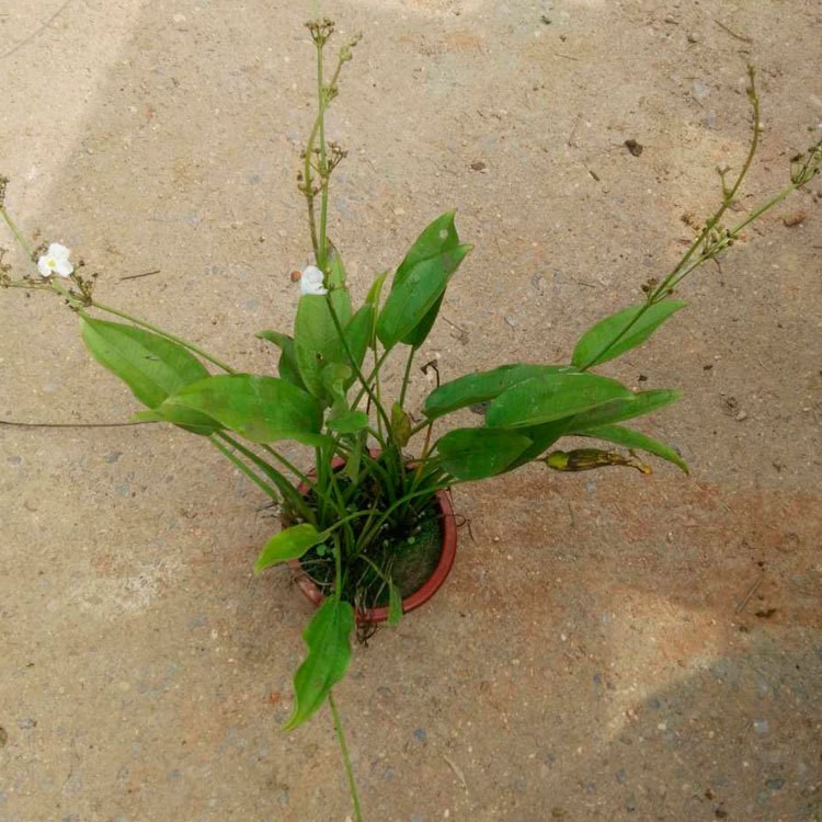 水生植物泽泻小苗 湖南苗圃直供 净化水质 成活率高 货源充足