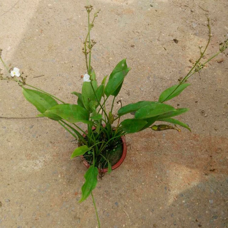 水生植物澤瀉小苗 湖南苗圃直供 凈化水質(zhì) 成活率高 貨源充足