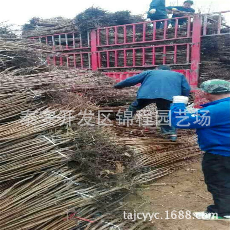 山東柿子苗種植基地 陽豐甜柿錢一棵 嫁接柿子樹苗批發(fā)價格