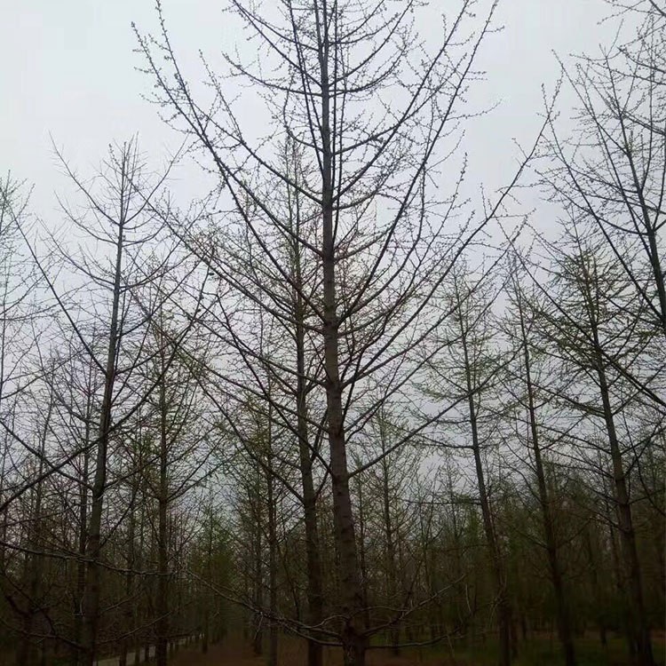 基地直供20-30公分銀杏樹 湖南苗圃直供 價(jià)格實(shí)惠 規(guī)格