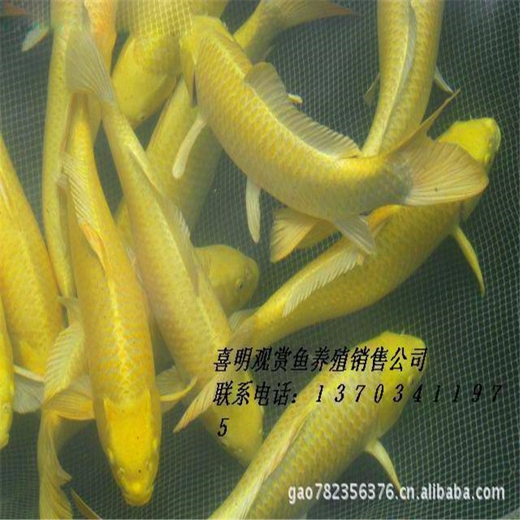 錦鯉魚觀賞魚 錦鯉魚觀賞魚魚苗（水花） 河南錦鯉魚觀賞魚