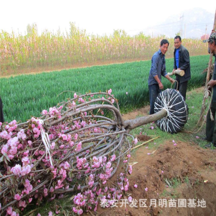 云南早櫻白色櫻花樹 四川高桿櫻花樹樹形優(yōu)美 重慶晚櫻花量大