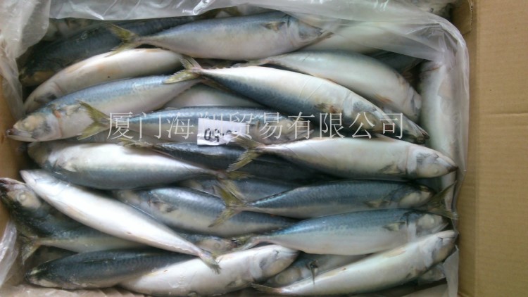 供應(yīng) 批發(fā)鯖魚(yú) 青占魚(yú) 鮐魚(yú) 凍魚(yú) 冷凍鯖魚(yú) 出口鯖魚(yú) mackerel
