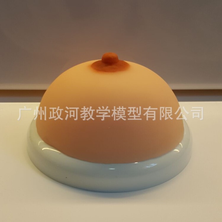 全硅膠實(shí)心中號乳房模型 月嫂催乳師催乳通乳教具 廠家直銷批發(fā)