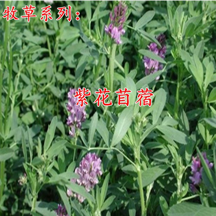 批發(fā)牧草子紫花苜蓿草苜蓿種固堤防土養(yǎng)殖含蛋白高量大優(yōu)惠歡迎電