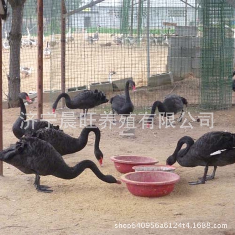 有黑天鵝蛋 地方有出售黑天鵝的 黑天鵝蛋價(jià)格