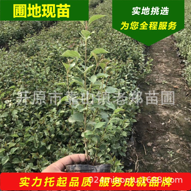 現(xiàn)苗 四季丁香 小葉丁香營養(yǎng)杯苗 紫丁香容器苗 東北綠籬杯苗基地