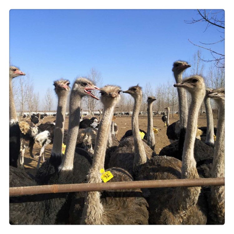 鴕鳥蛋可以食用 新鮮鴕鳥蛋有賣的 非洲鴕鳥苗活體錢一只