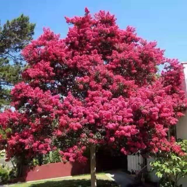 直銷(xiāo)老紫薇 百日紅 美國(guó)紅火箭 綠化苗木 紫薇大苗 成活率高