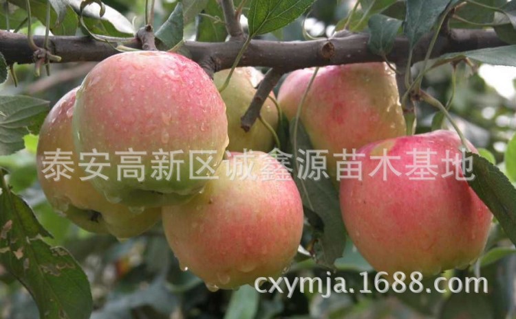 出售種植早熟蘋果樹(shù). 蘋果苗價(jià)格 早熟蘋果苗價(jià)格