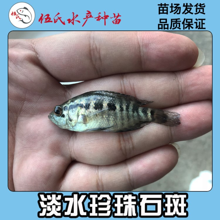 批發(fā)淡水珍珠石斑魚(yú)苗 珍珠石斑魚(yú)苗 龍膽石斑魚(yú) 淡水虎紋斑