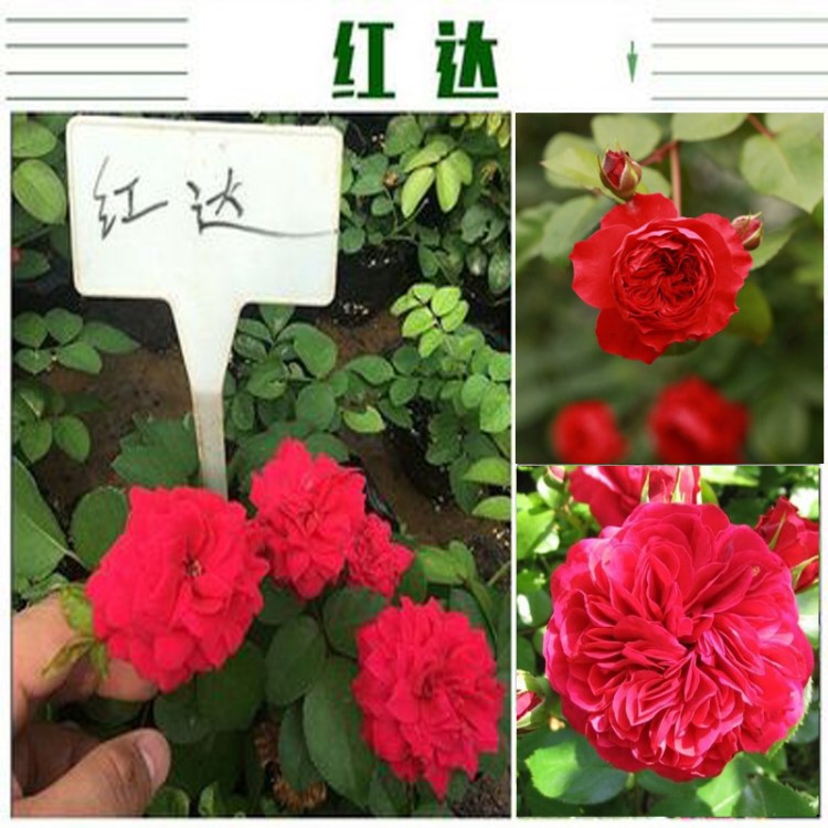 藤本月季花苗爬藤植物庭院陽(yáng)臺(tái)大花濃香玫瑰盆栽花卉薔薇四季開(kāi)花