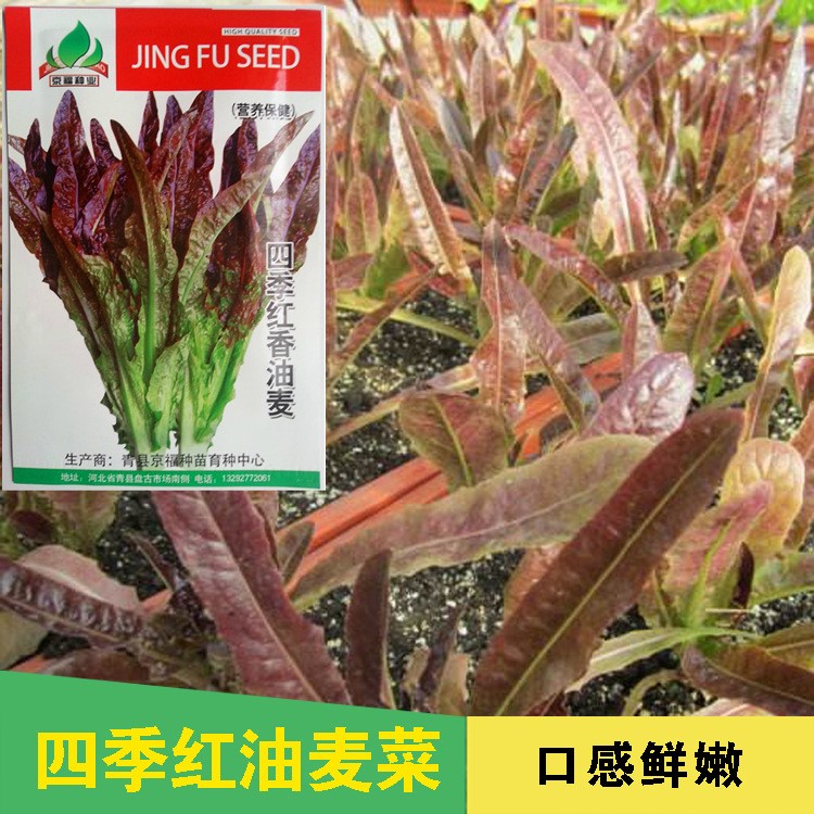 紅油麥菜種子 火鍋蔬菜 種植容易 葉菜 花紫色 生長迅速春夏播種