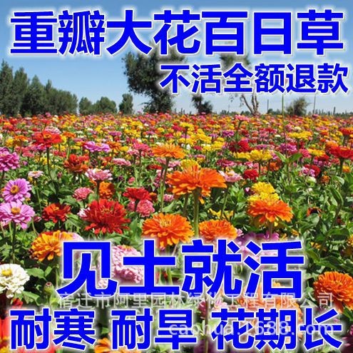 百日草種子百日草花種子四季播種易活太陽(yáng)花種子花海草花組合種子