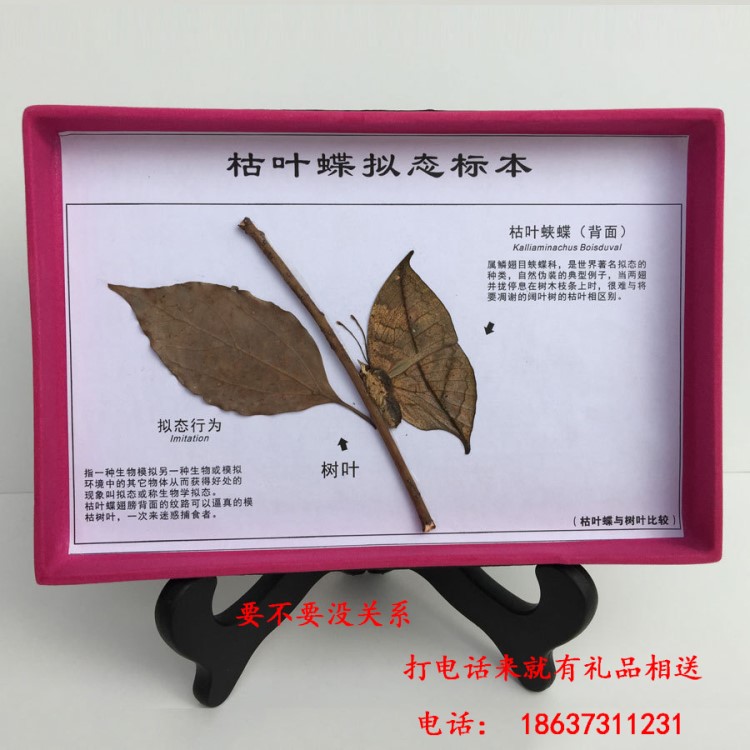 枯葉蝶擬態(tài)標(biāo)本生物標(biāo)本蝴蝶標(biāo)本廠家制作批發(fā)枯葉蝶標(biāo)本制作