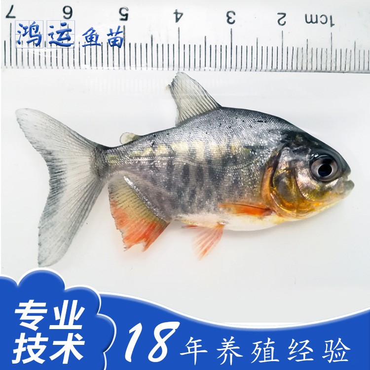 產地直銷大量批發淡水白鯧鯧魚魚苗水產養殖批發歡迎咨詢訂購