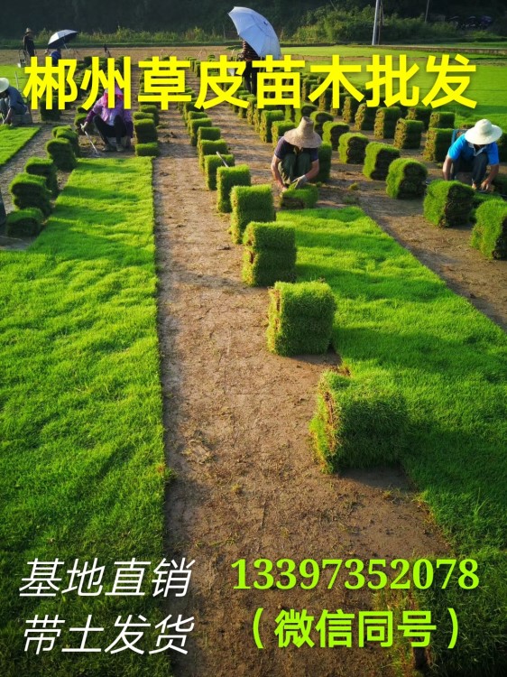 湖南基地直銷郴州馬尼拉草皮 常青耐踐踏易 園林綠化草坪批