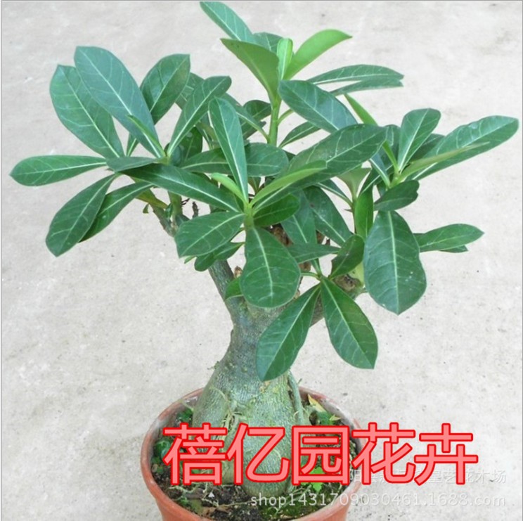 沙漠玫瑰室內(nèi)觀花植物耐陰多肉桌面綠植沙漠玫瑰盆栽四季開花