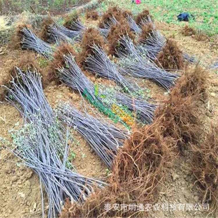 山西苹果苗新品种 当年结果矮化 富士 鲁丽早熟晚熟苹果树苗包邮