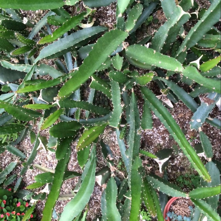 天羽多肉 砍頭苗 紅心火龍果 多肉種苗 批發(fā)多肉植物