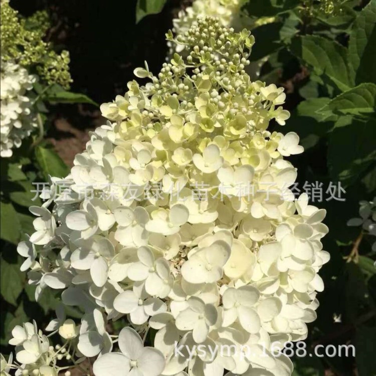 苗農(nóng)直銷(xiāo)【大花水壓木灌木】木繡球灌木 繡球干鮮花 木繡球扦插苗