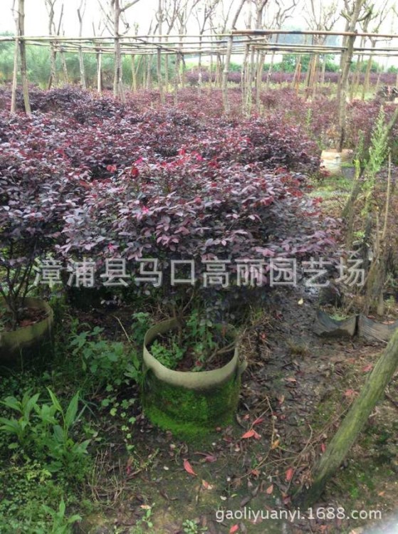 福建紅花繼木供應(yīng)商 漳州馬口綠化苗木圖片 價格 漳浦高麗園藝場