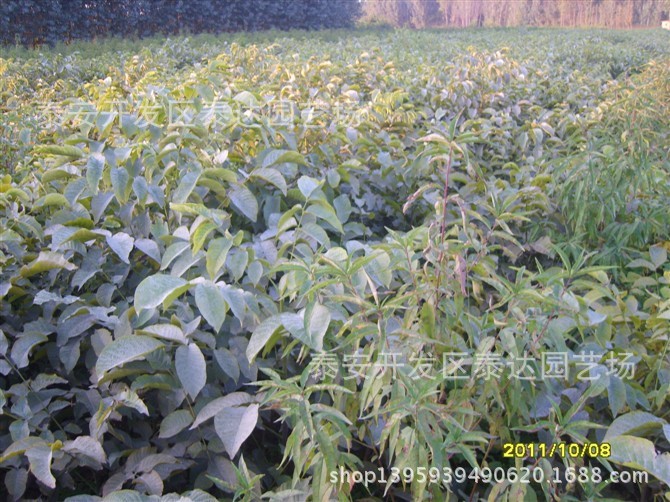 1公分高核桃實生苗價格 泰達園藝核桃苗種植技術(shù) 1米核桃苗基地