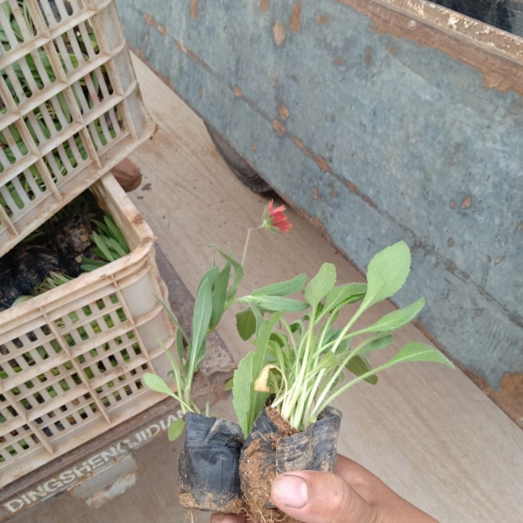 天人菊黑心菊金鸡菊基地直销宿根花卉市政工程园林绿化青州基地