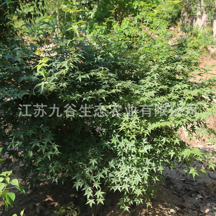 华东苗木基地天唐陵鸡爪槭工程绿化行道香樟桂花国槐榉树朴树