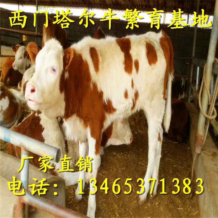 江蘇養(yǎng)牛場 供應(yīng)改良肉牛 利木贊牛 養(yǎng)雜交改良西門塔爾牛利潤