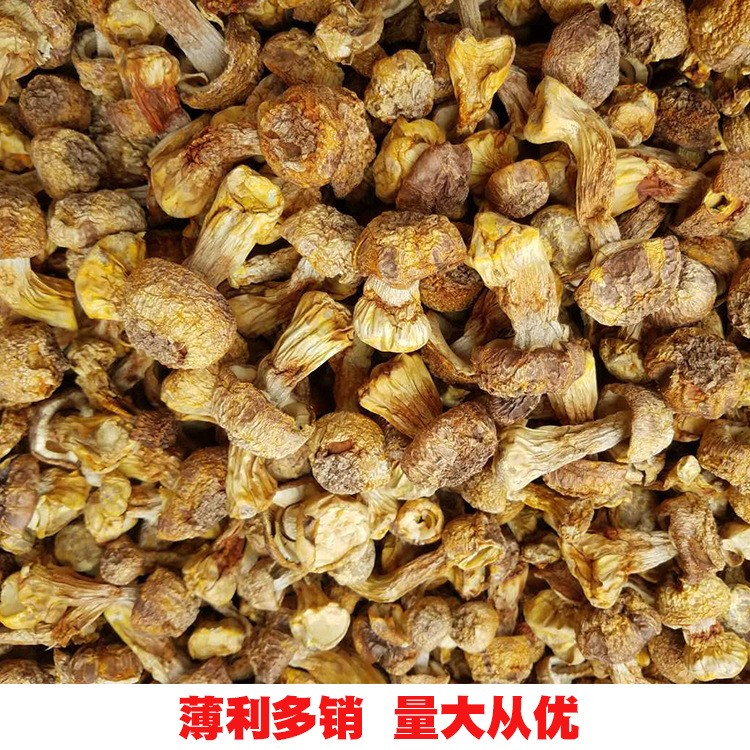 2018年新貨東北延邊特產(chǎn)長白山干姬松茸 大量批發(fā)新姬松茸干貨