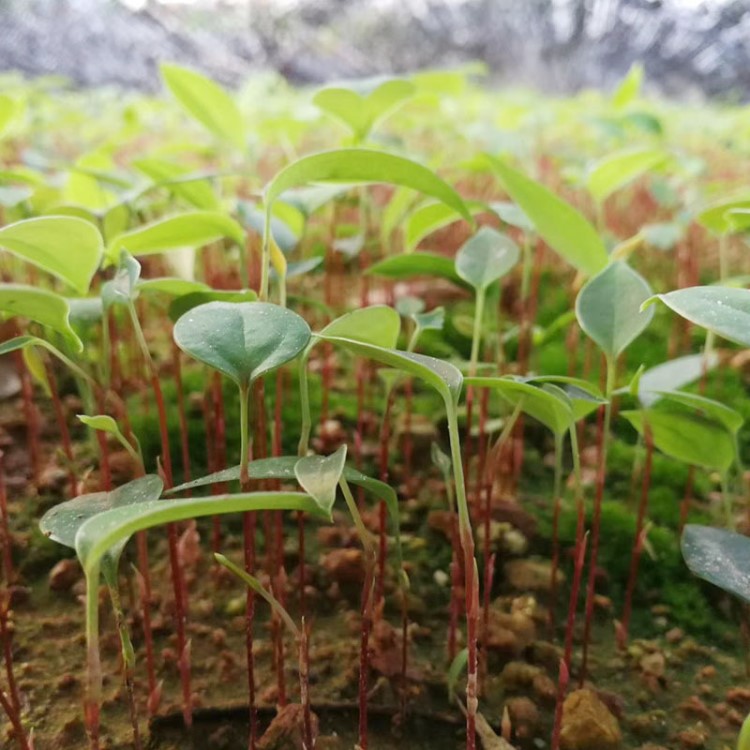 帶葉帶土易發(fā)芽一年苗 易成活土茯苓種苗 現(xiàn)挖發(fā)貨易栽種種苗