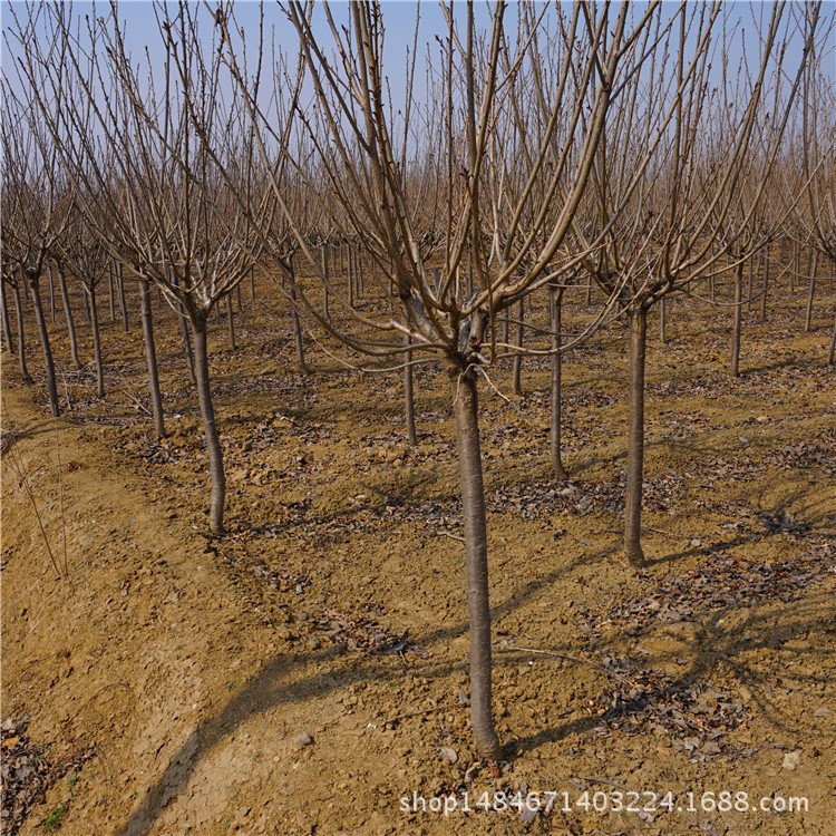 4公分樱花树苗基地直销 绿化苗大量供应 量大优惠樱花树苗