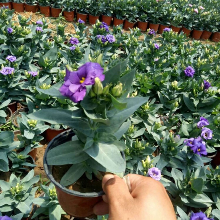 基地直銷(xiāo)綠化鮮花洋桔梗 多色花盆栽花卉植物 家居裝飾品鮮花