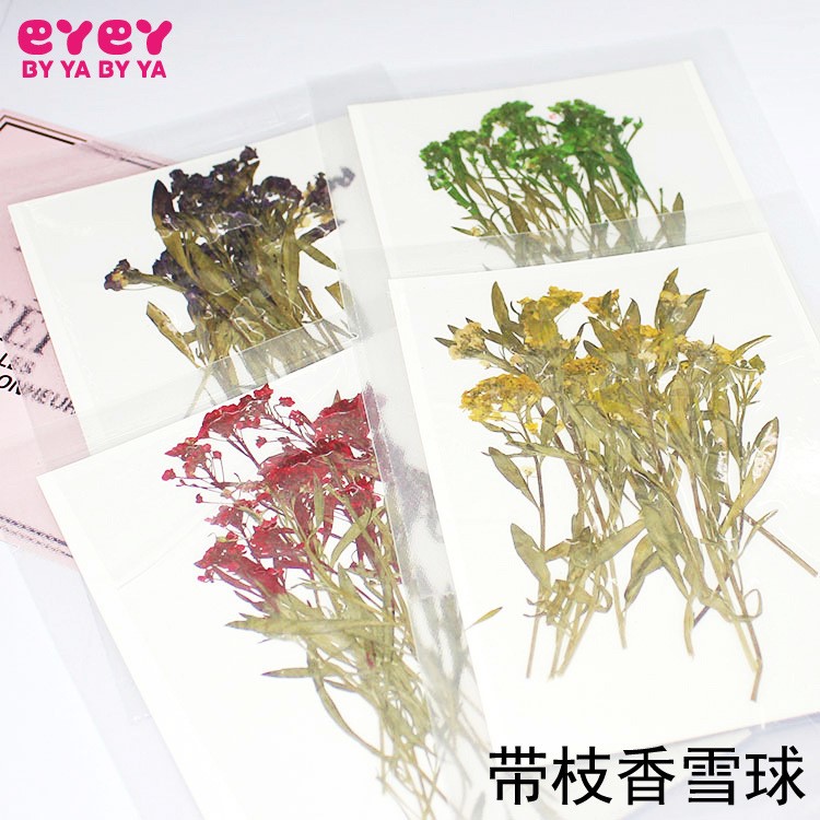 帶枝香雪球植物標本干花 手工DIY手機殼押花相框香薰蠟燭美甲材料