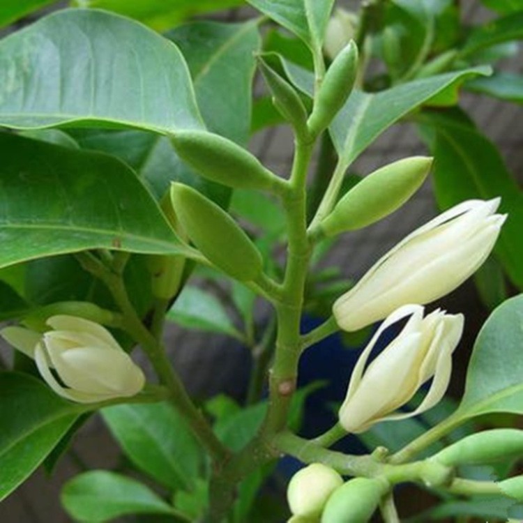 白蘭花盆栽植物室內(nèi)四季濃香型黃角蘭樹苗帶花陽臺庭院大型綠植