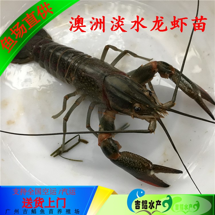 澳洲淡水龙虾苗【大型龙虾苗】淡水龙虾苗1-5公分规格苗出售